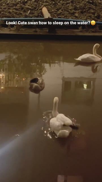 ❤️Cute swan how to sleep on the water? ❤️ #travel #sweden #gothenburg #gothenburg_sweden смотреть онлайн