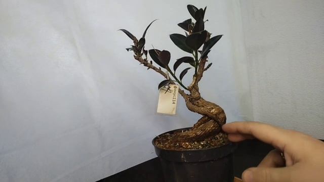 √4 фикус Мелани 114 (Бонсай)