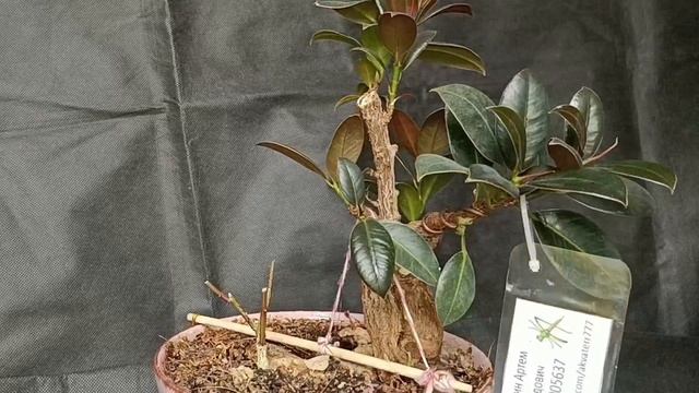 √6 фикус мелани 114 (Бонсай)