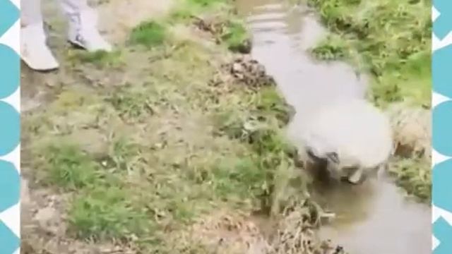 Собачку жалко (((()) смотреть онлайн