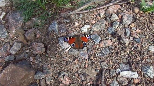 The European Peacock (Aglais io), more commonly known simply as the Peacock butterfly смотреть онлайн