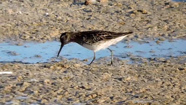 Broad-billed Sandpiper,Gambecchio frullino (Limicola falcinellus) смотреть онлайн