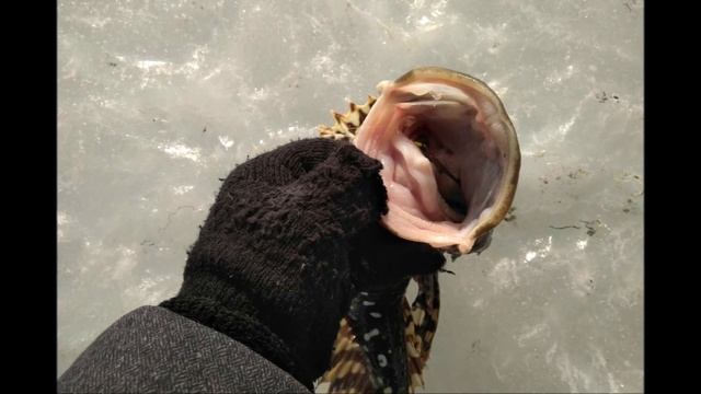 BcG Приморский Край смотреть онлайн