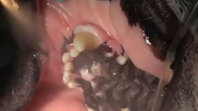 Veterinary Dentist SHOWS the Gingival Hyperplasia Excision in a Brachycephalic Dog смотреть онлайн