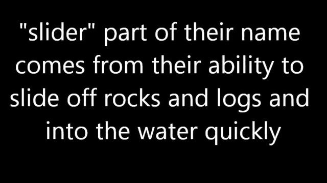 Red eared slider turtle - information смотреть онлайн