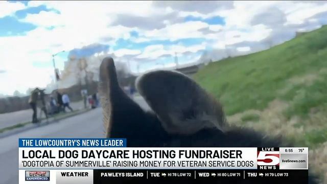 VIDEO: Summerville dog daycare holding fundraiser to sponsor service dogs for vets смотреть онлайн