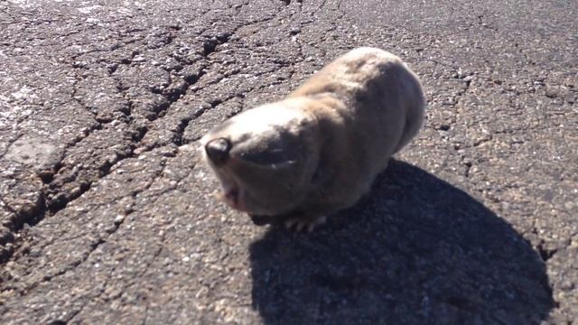 КРОТ ПЕРЕХОДЯЩИЙ ДОРОГУ смотреть онлайн