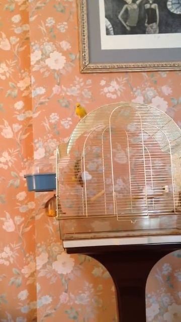 Кенар из Одессы 2 смотреть онлайн