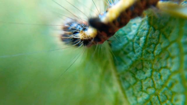 Early instar Grey Dagger Caterpillar смотреть онлайн