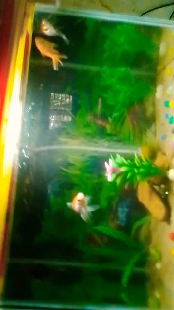 mere goldfish ne🐟🥚 ande de diye Hain#aquariumfish #petvlog #goldfish смотреть онлайн