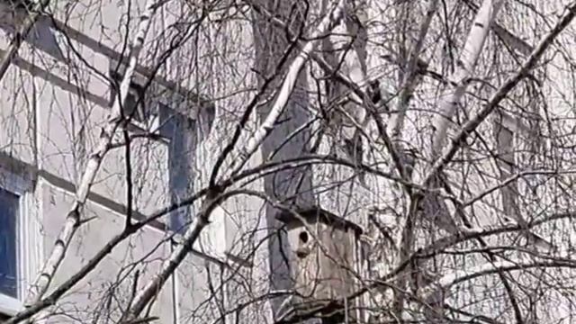 Скворцы прилетели 🤗 Весна неминуема. смотреть онлайн