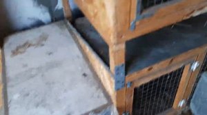 Клетки для кроликов