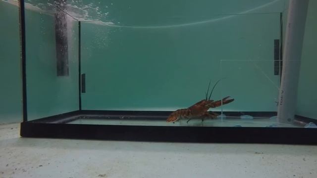 Lobster tailflip смотреть онлайн