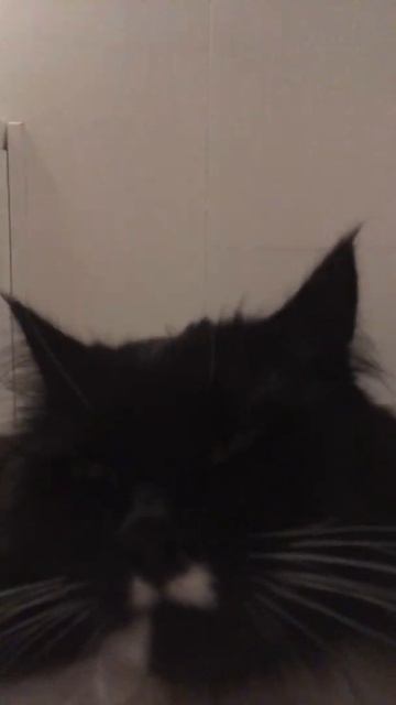 cat.mp3-file_ смотреть онлайн