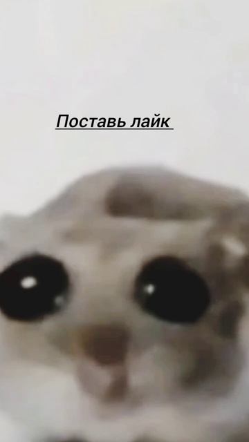 грустный хомяк смотреть онлайн