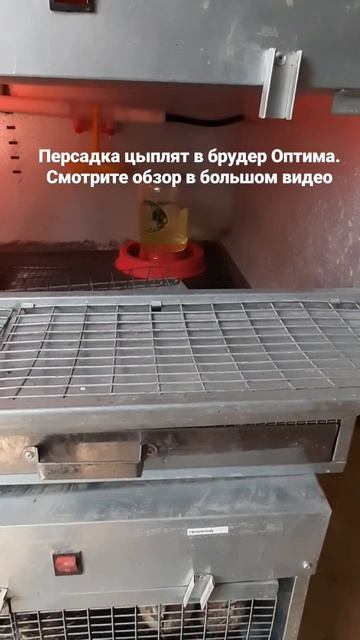 Пересадка в брудер. Подробный обзор брудера смотрите в длинном видео смотреть онлайн