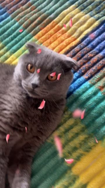 🔴КОТ СМОКИ🔴 смотреть онлайн