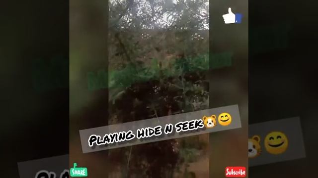 Cute Kitty Fun|Kitty playing and enjoying|Funny and cute kitty videos смотреть онлайн