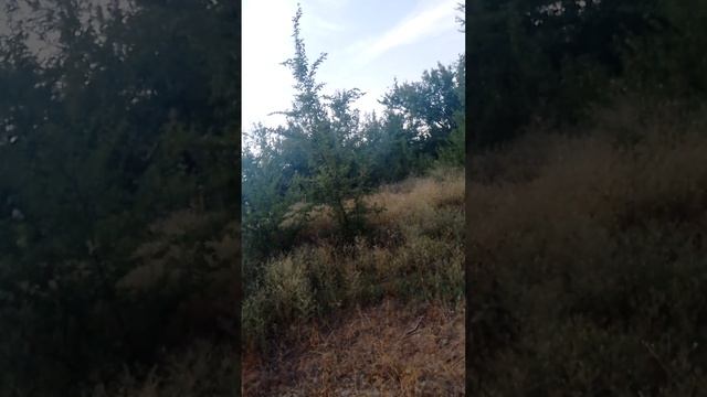 ролик с Львом смотреть онлайн