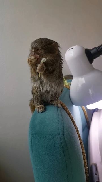 Ручная обезьянка #миниобезьянка #мармозетка #карликоваяобезьянка смотреть онлайн