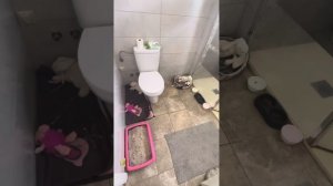 Как приручить дикого котенка часть 1