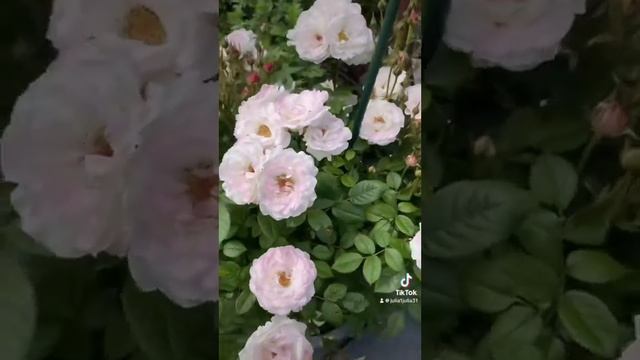 Роза хамелеон 🥰🌹#розы# смотреть онлайн