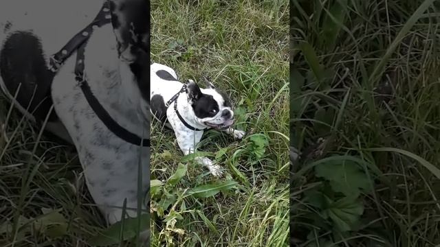 Внебрачная дочь бобра. Или утренняя прогулка двух друзей. смотреть онлайн