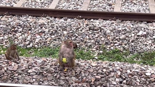 Monkey on the Railway Track | Indian Railway Journey смотреть онлайн