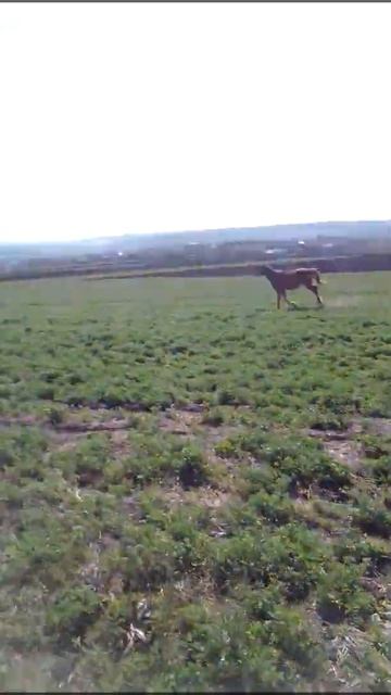 Лошадь бегает смотреть всем!!)) смотреть онлайн