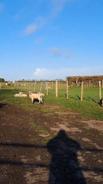 Its time to Slaughter a sheep or a Lamb #food #backyardfarm #Meat#Farm смотреть онлайн