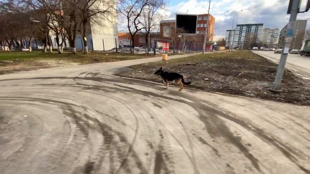 Гуляю с собакой без поводка на велосипеде. смотреть онлайн