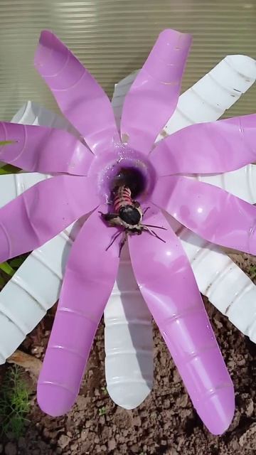 Бражник вывелся, бабочка такая, упал...☝✨🌈🌞🦋🦋🦋🦋🦋🦋🦋😁👍 #shorts смотреть онлайн