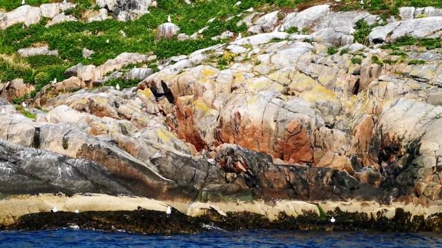 Птичьи базары Баренцева моря смотреть онлайн