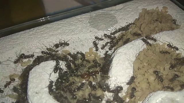 Polyergus rufescens - OPIS i moja kolonia [mrówki] смотреть онлайн