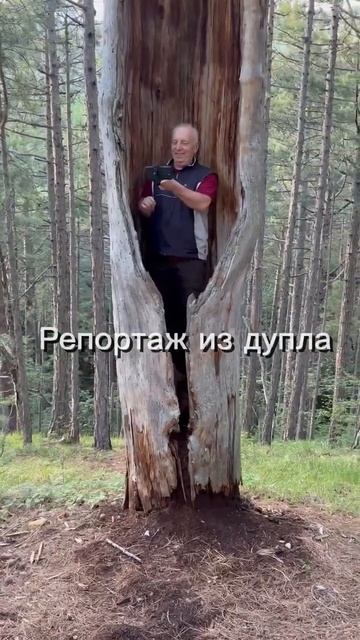 Репортаж из дупла Дупло - это место где время останавливается и жизнь течет в своем особом ритме смотреть онлайн