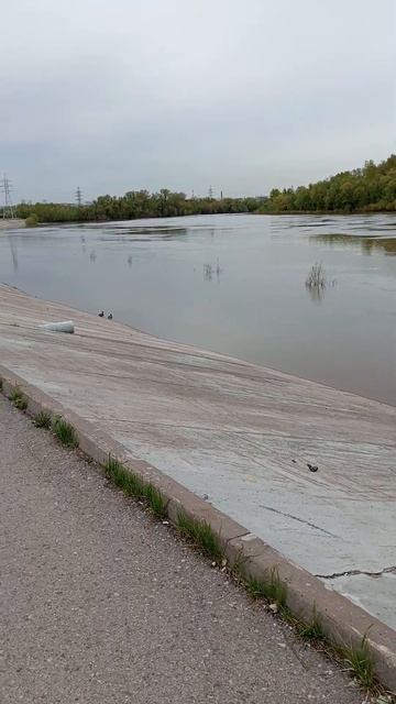 Уфа. Сипайлово. Как думаете, надежная дамба? Грызунам не по зубам? смотреть онлайн