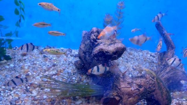 { 4K } Aquarium - Cherry Barb (Puntius titteya) - fresh water fish смотреть онлайн