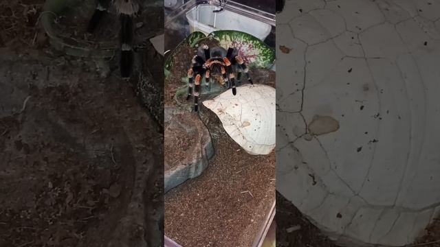 Brachypelma hamorii #tarantulas #invertebrates #reptiles #animals #education смотреть онлайн