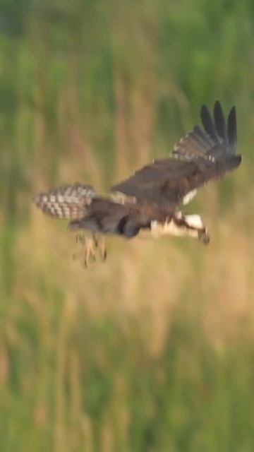 osprey in action. #wildlife #osprey #birds #eagle #nature #photography #wildlifephotography смотреть онлайн