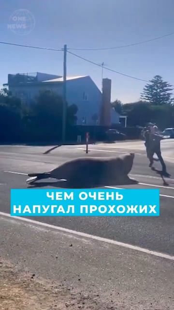 Тюлень попал в день в беду #short #shorts #news смотреть онлайн