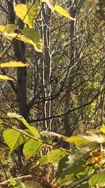 ОХОТА НА РЯБЧИКА смотреть онлайн