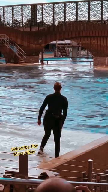 Amazing Killer Whales Live Show Natural Behavior #orca#dolphinshow#seaworld#whale #dolphin смотреть онлайн