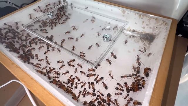 Camponotus Consobrinus, Fellah смотреть онлайн