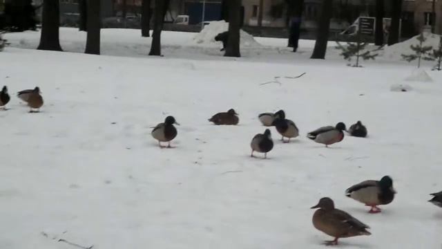 Парк Сосновка смотреть онлайн