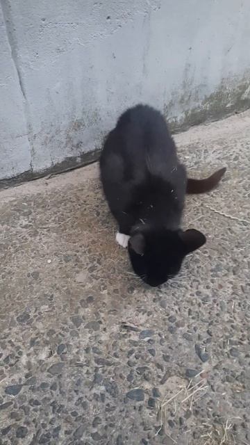 "Дятел" наблюдает, скромница жуёт. . смотреть онлайн