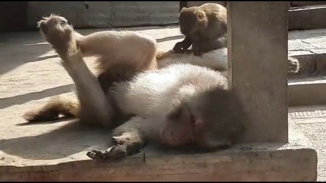 Monkey masterbating funny смотреть онлайн