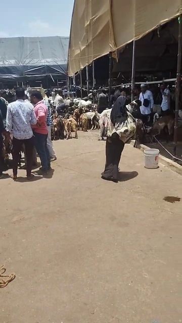 Surat Sachin Mandi | 2023 bakri eid special | khassi bakra смотреть онлайн