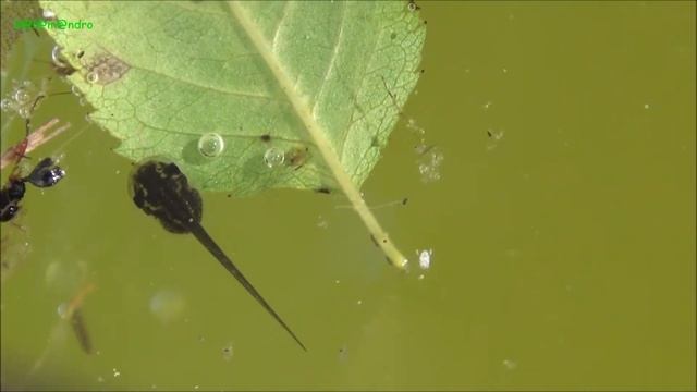 Hyla arborea young tadpoles смотреть онлайн