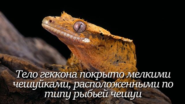Геккон. Интересно знать #геккон #ящерицы #животные #природа #факты #фактыоживотных #интересное