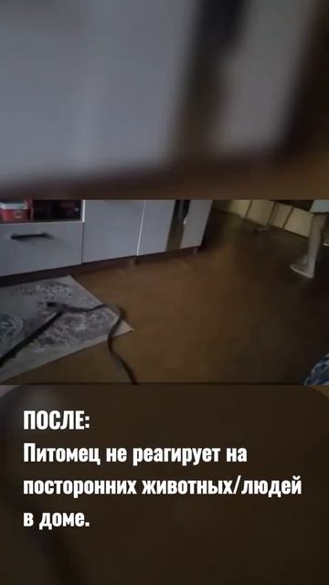Агрессия и лай на людей в доме до обучения в Школе Антуана Наджаряна #воспитаниесобак #дрессировка смотреть онлайн